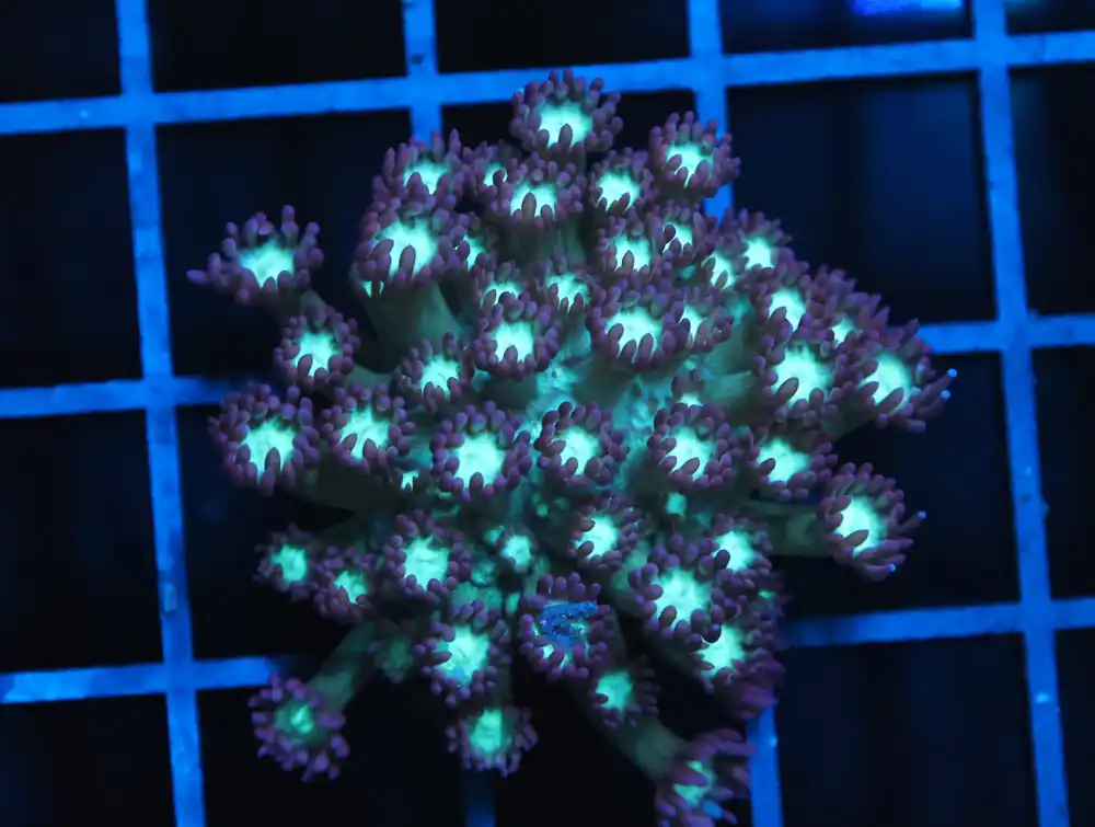 B156 – FIRE AND ICE GONIOPORA - Furnace B : Amazing variety of awesome corals every week!