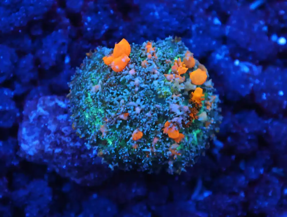 C133 – WWC SUNKIST BOUNCE RHODACTIS - Saltwater