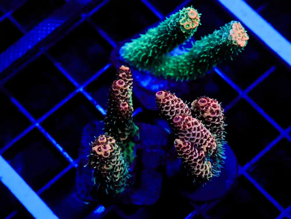 E154 – 3PK INDO ACRO PREMIUM MILLE CULTURED - Saltwater