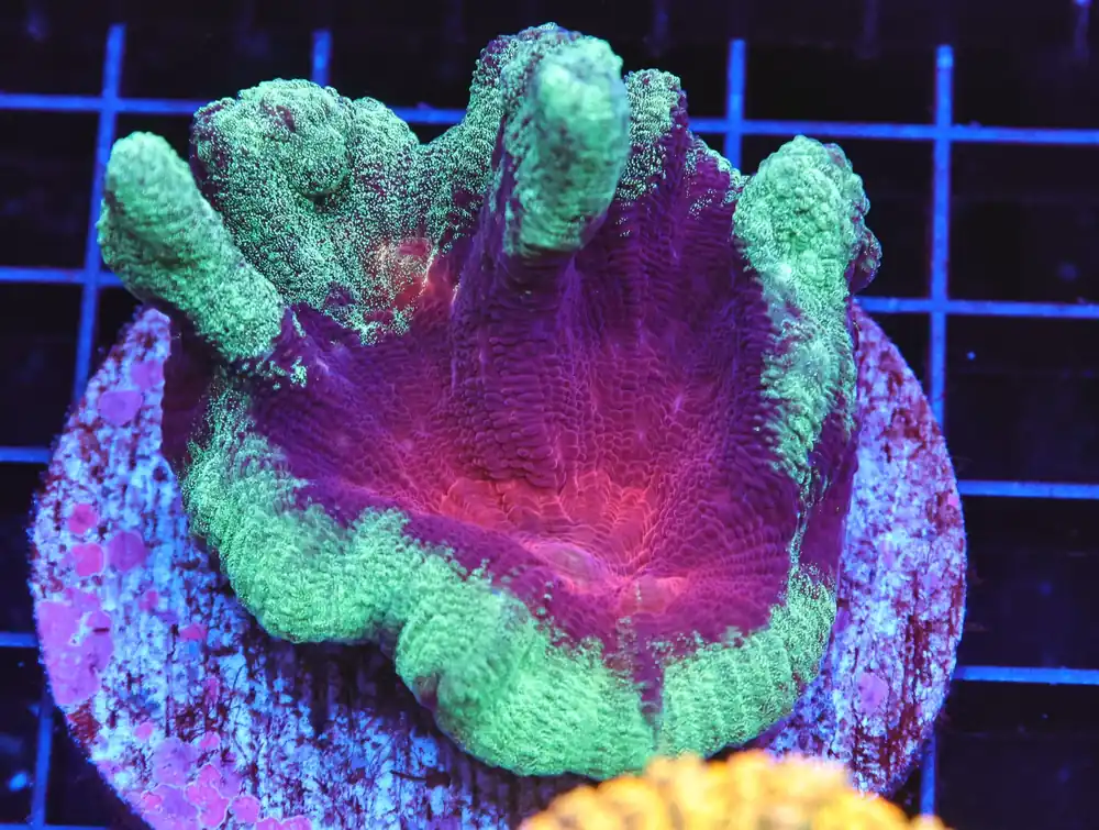 B23 – - Furnace B : Amazing variety of awesome corals every week!