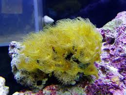Yellow Polyp Coral - Palythoa sp. w/Scleractinia sp.