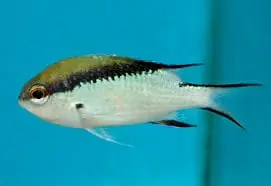 Australian Barrier Reef Chromis Chromis nitida - Fish