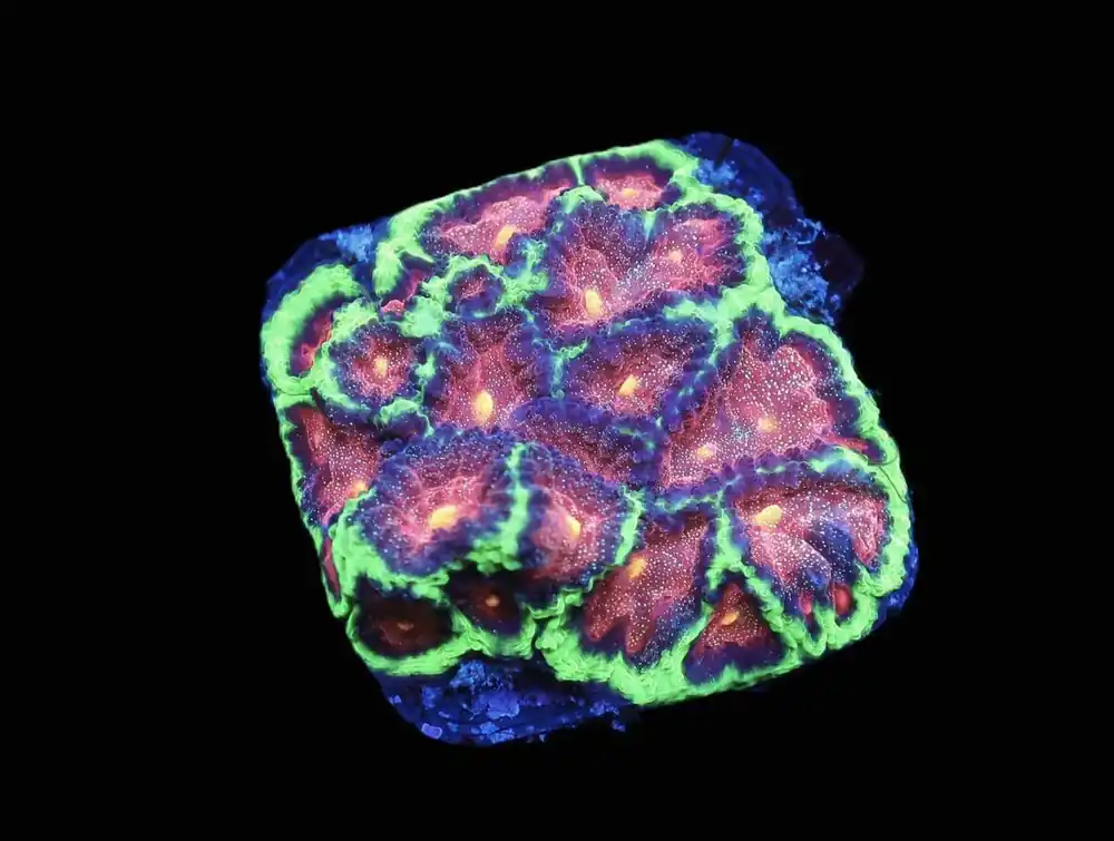 SDC Jabba the Hutt Favia; Cultured – Favia sp - Corals