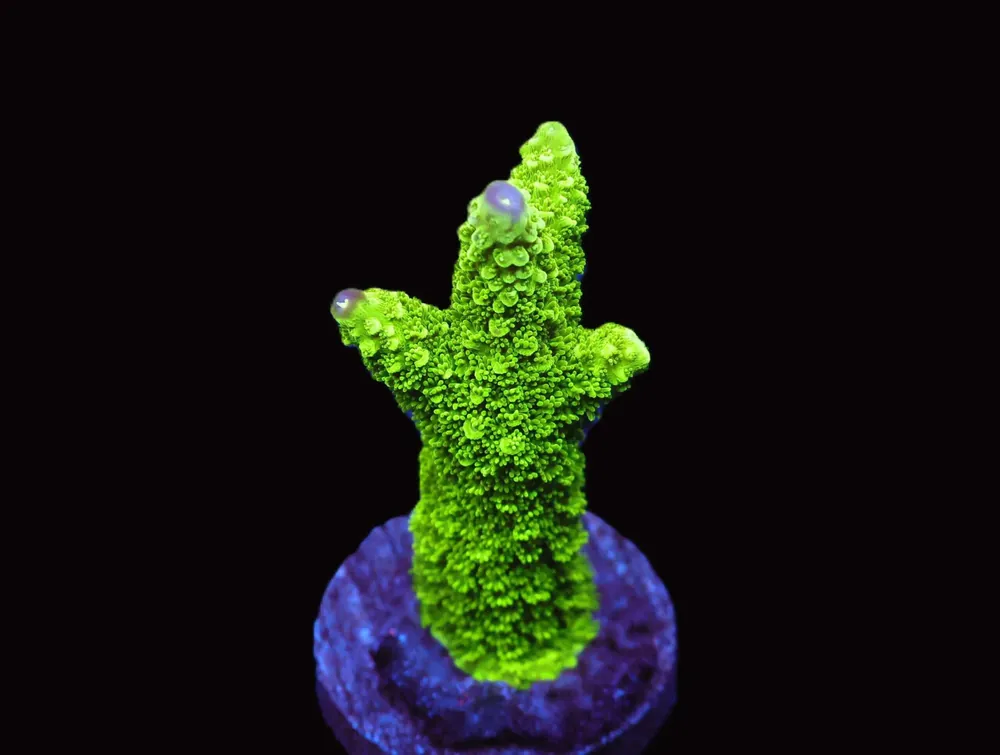 SDC Bali Green Slimer Purple Tip Acropora; Cultured – Acropora yongei - Corals