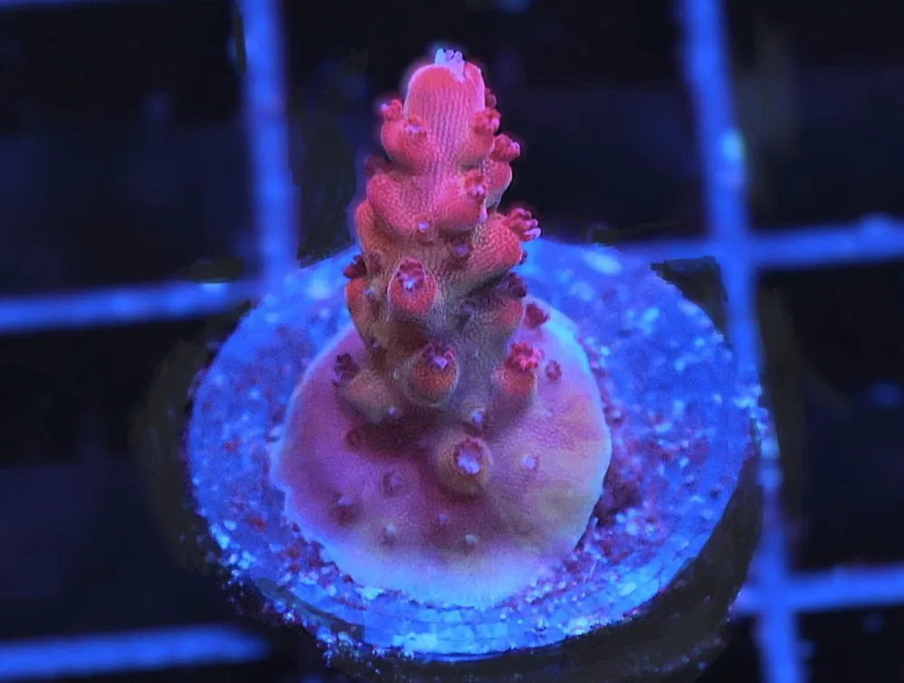 Martian Sunset Acropora; Cultured - Acropora sp