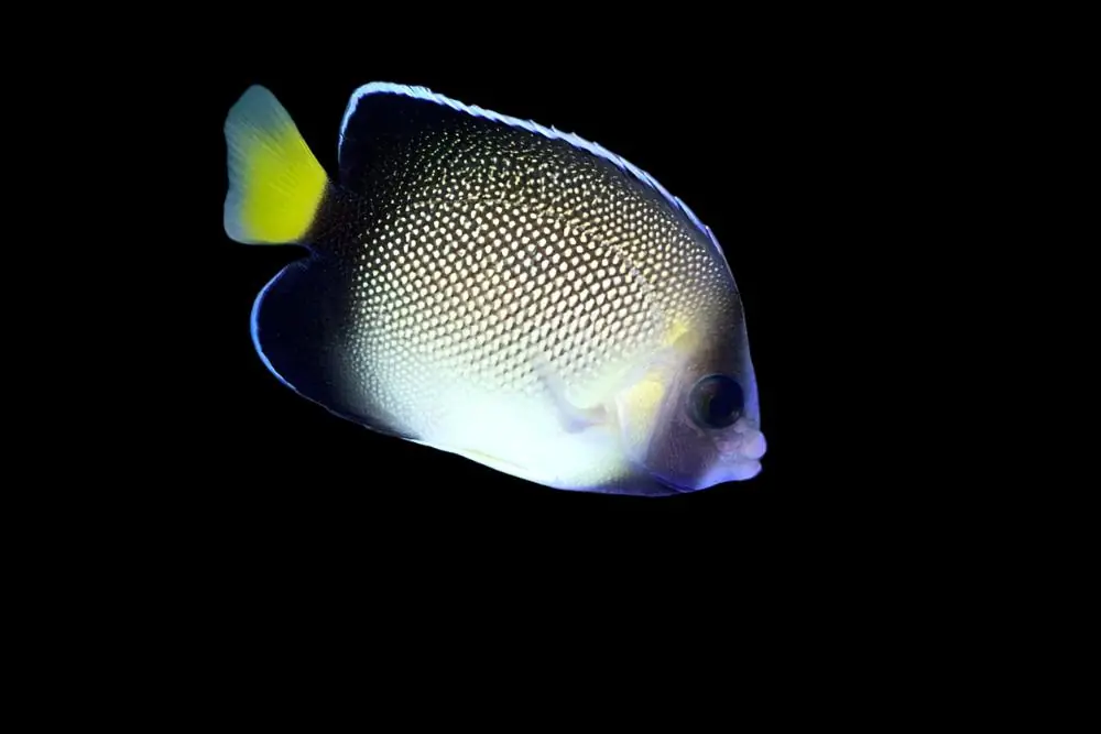 Cream Angelfish Apolemichthys xanthurus