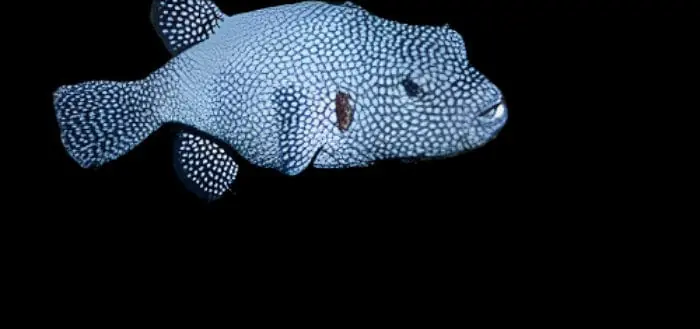 Costa Rican Blue Sapo Puffer Arothron meleagris - Fish