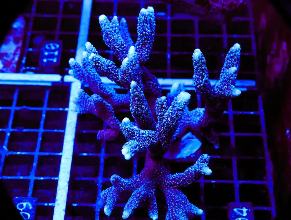 E104 – - Saltwater