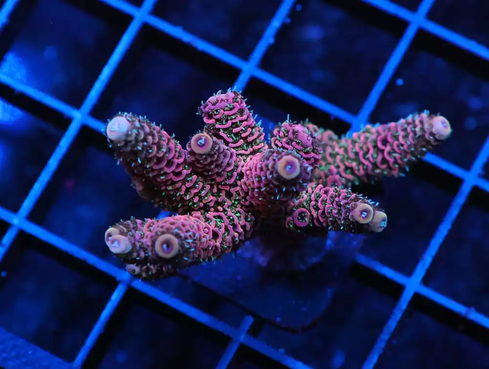 E107 – - Saltwater
