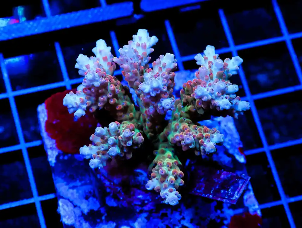 E108 – - Saltwater