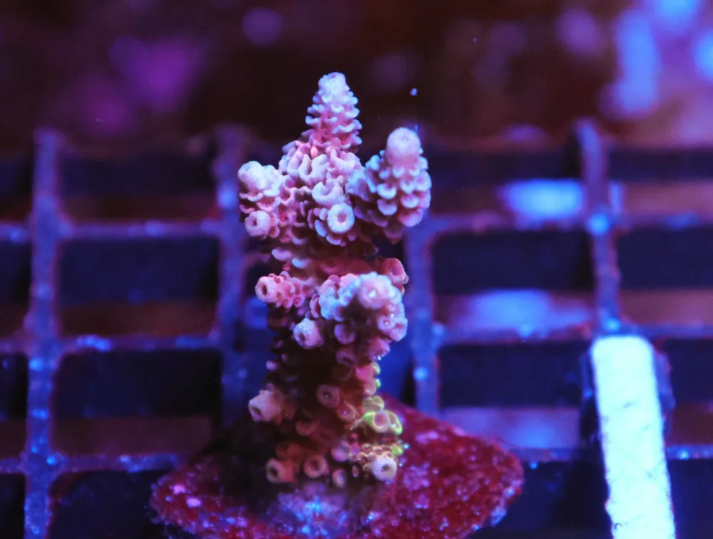 E167 – - Saltwater