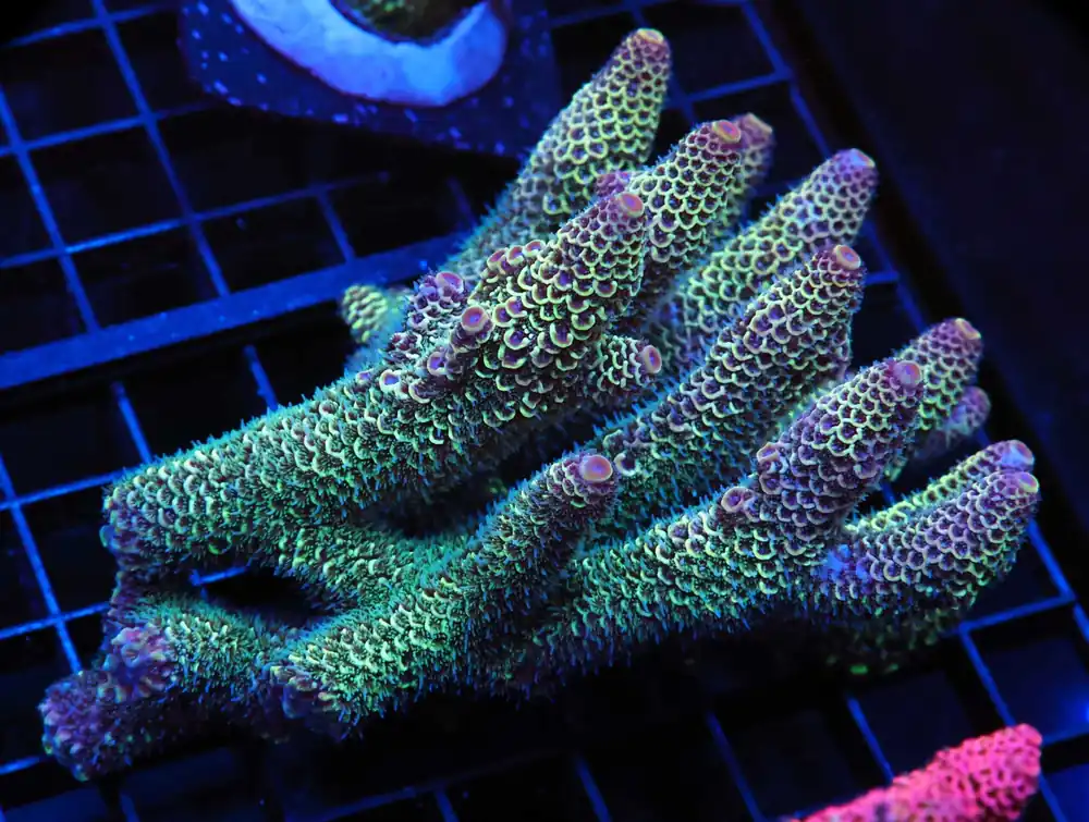 E20 – - Saltwater