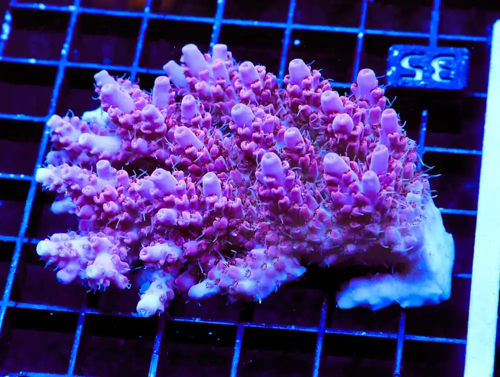 E35 – - Saltwater