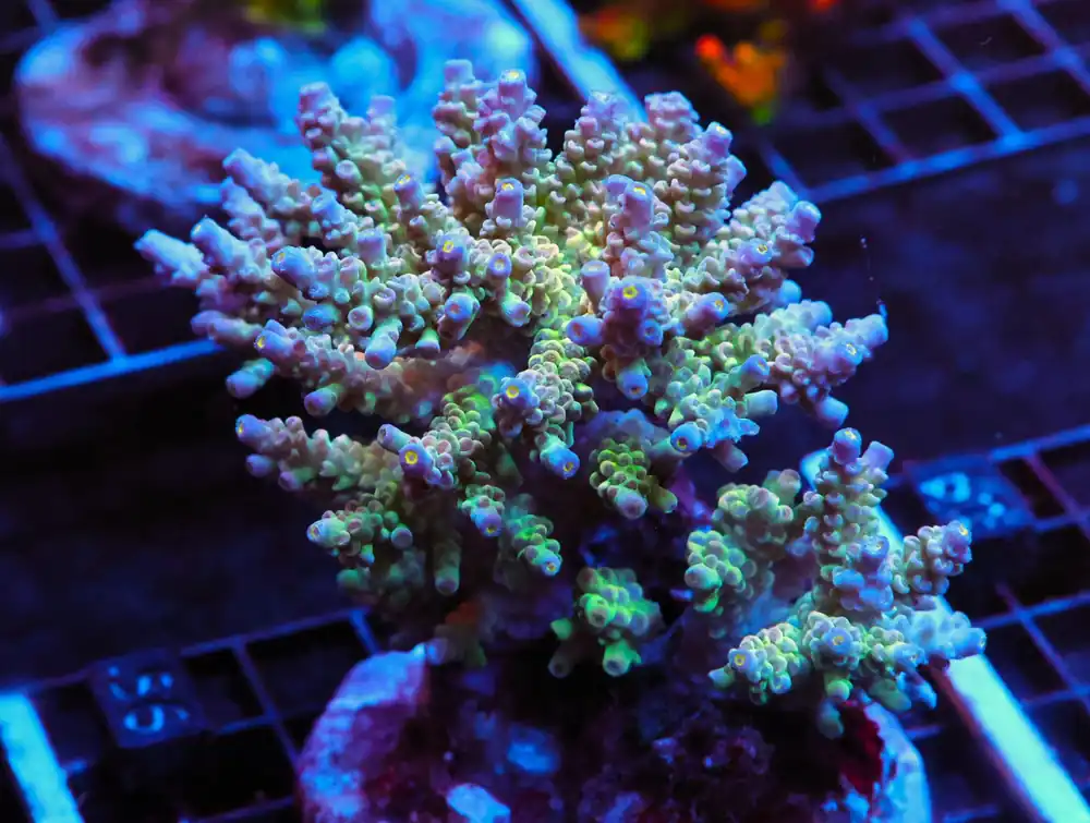 E56 – - Saltwater
