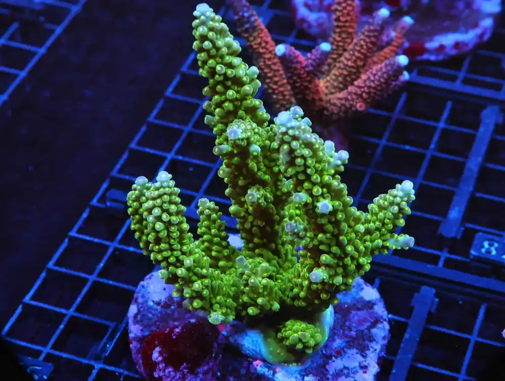 E76 – - Saltwater