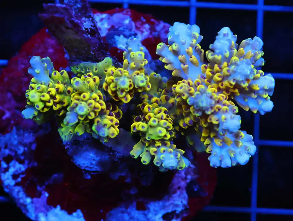 E99 – - Saltwater