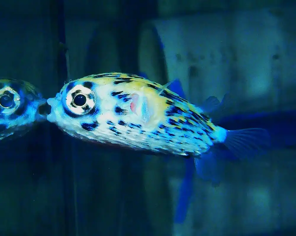 F20 – - Saltwater