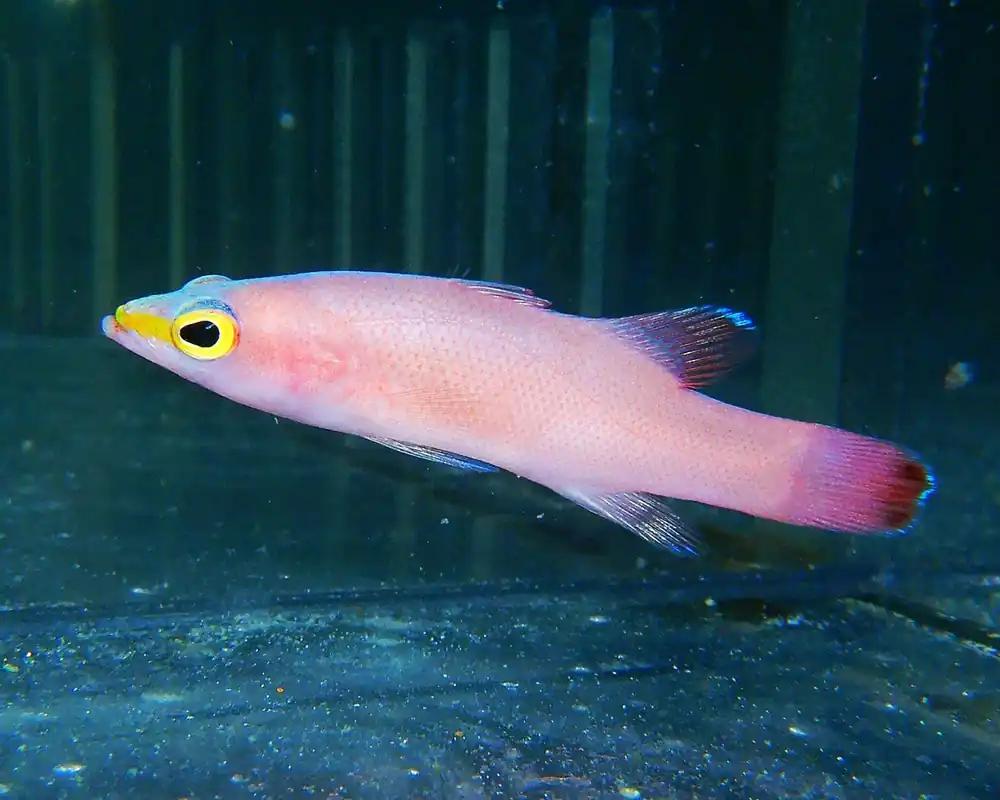 F23 – - Saltwater
