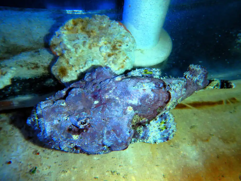 F24 – - Saltwater