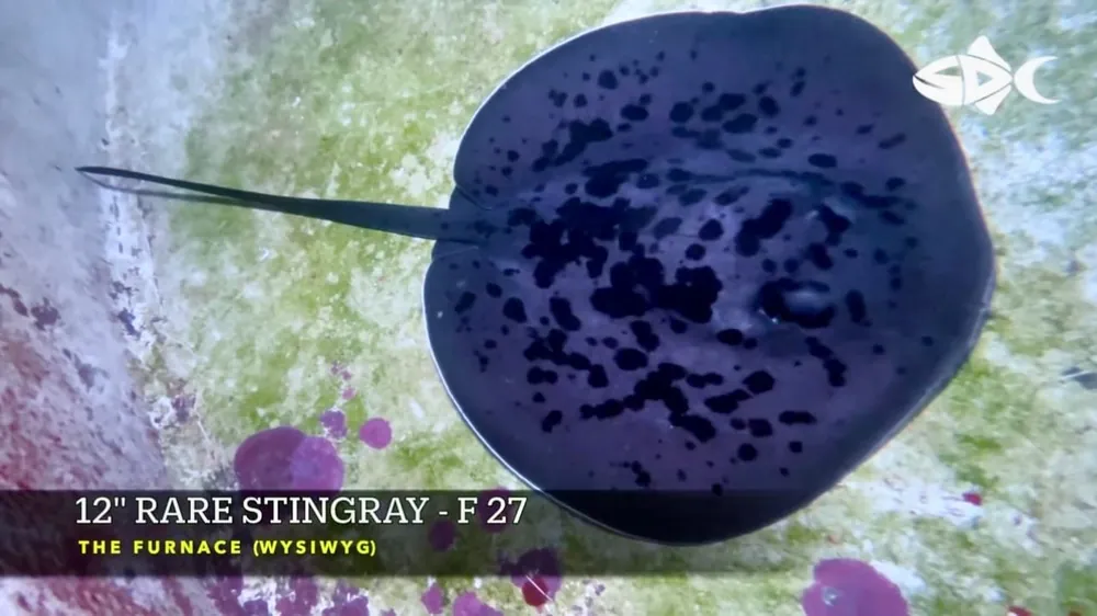 F27 – - Saltwater