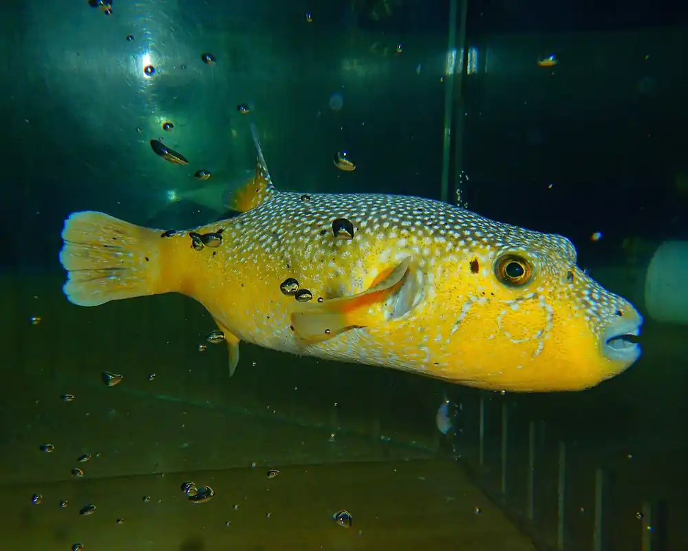 F30 – - Saltwater