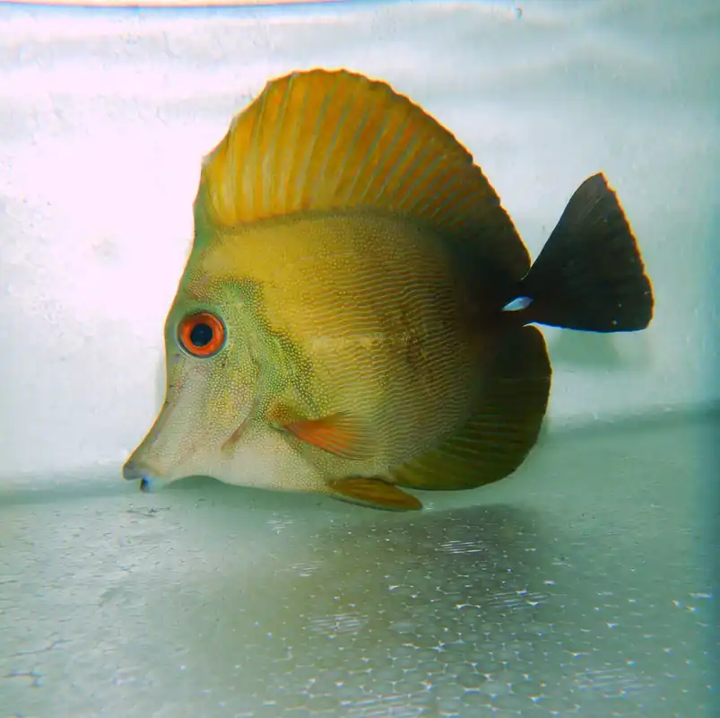 F34 – - Saltwater
