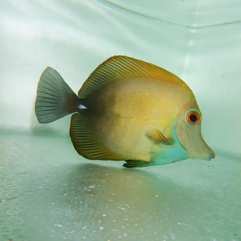 F33 – - Saltwater