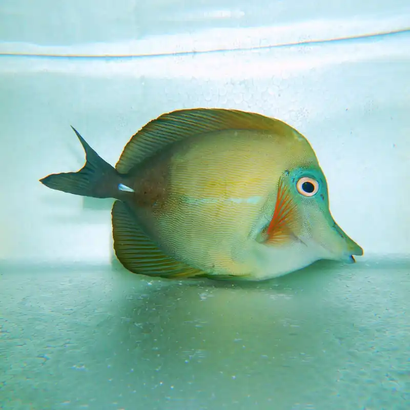 F35 – - Saltwater