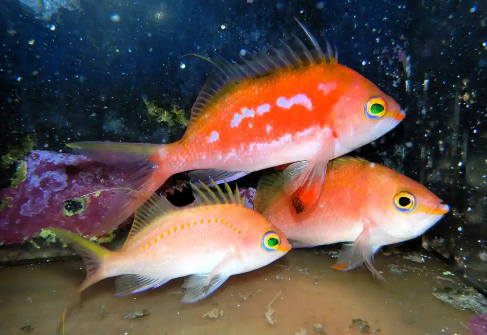 F39 – - Saltwater