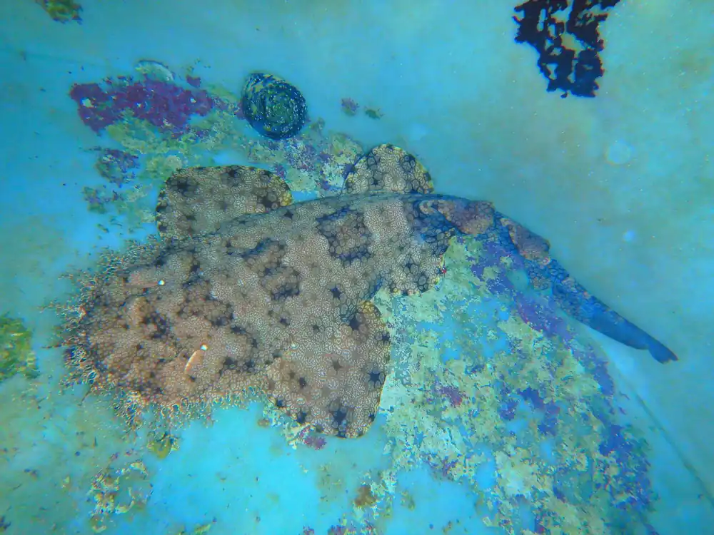 F42 – - Saltwater