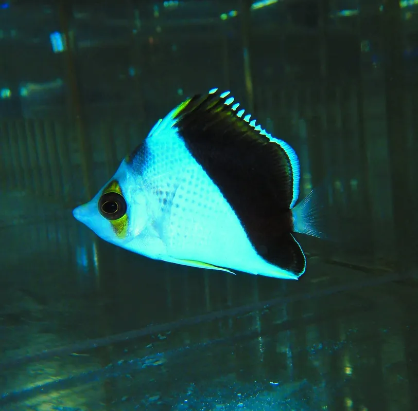 F47 – - Saltwater