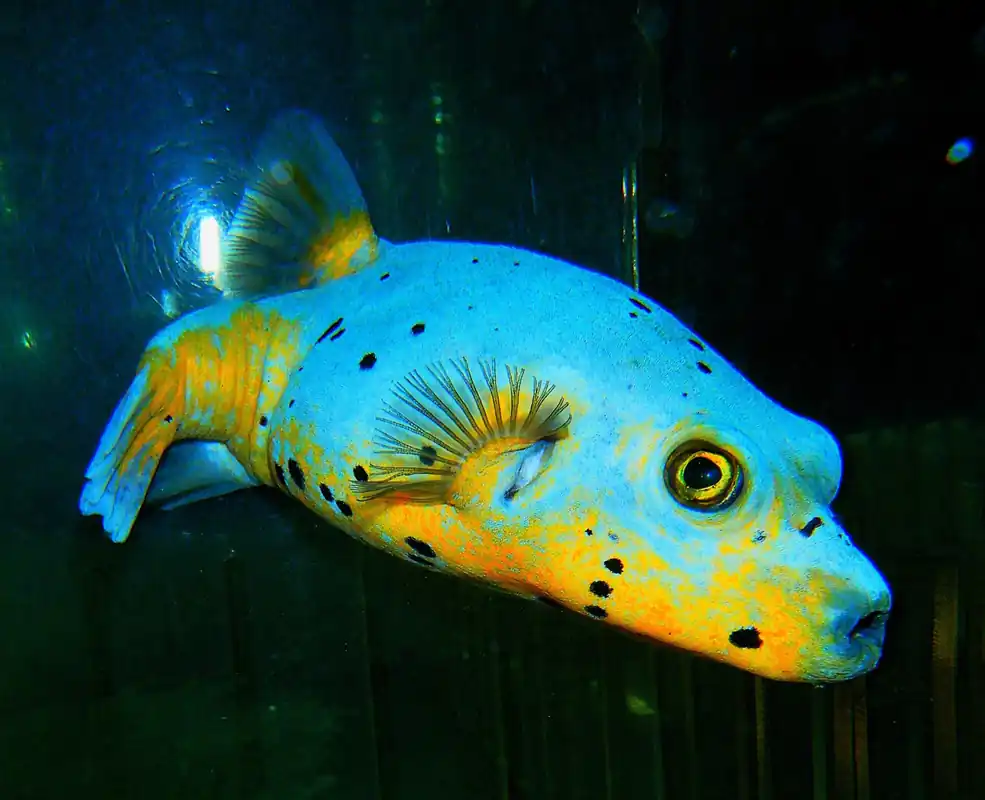 F53 – - Saltwater