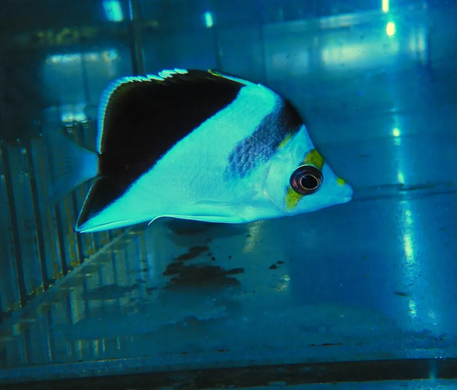 F52 – - Saltwater