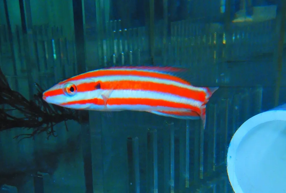 F55 – - Saltwater