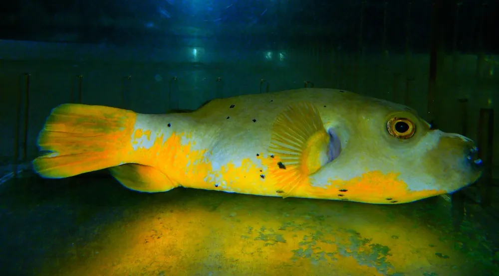 F54 – - Saltwater