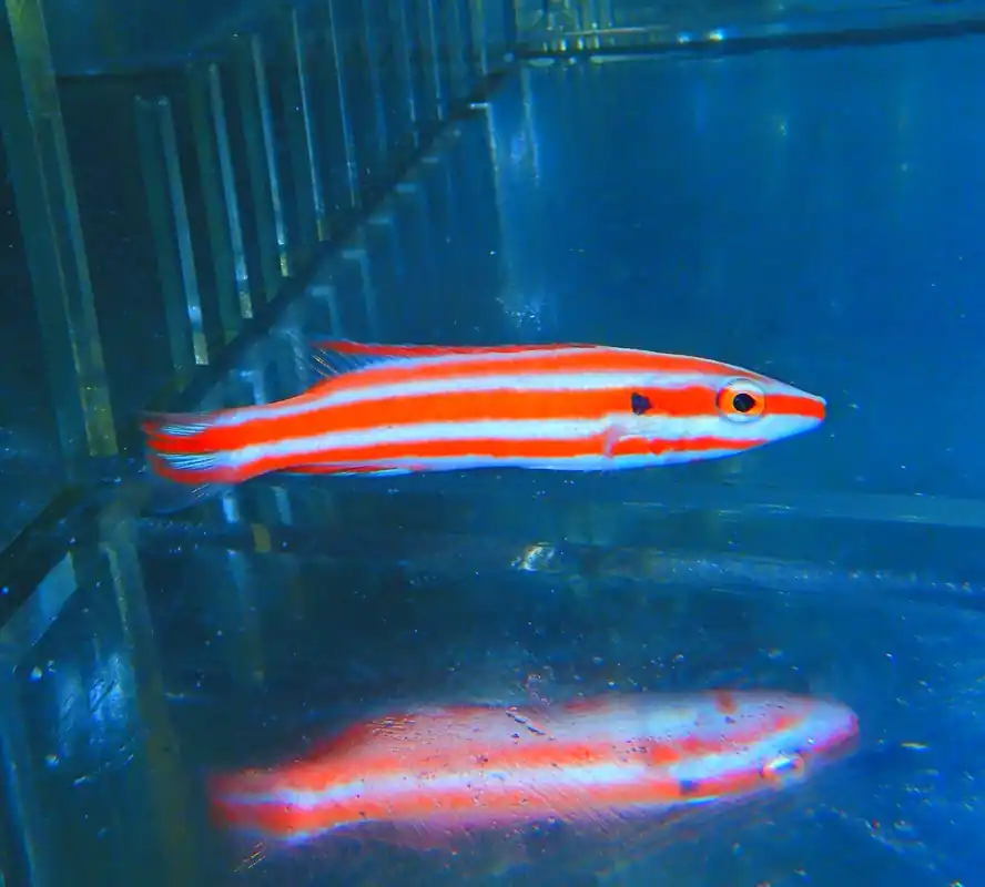 F56 – - Saltwater