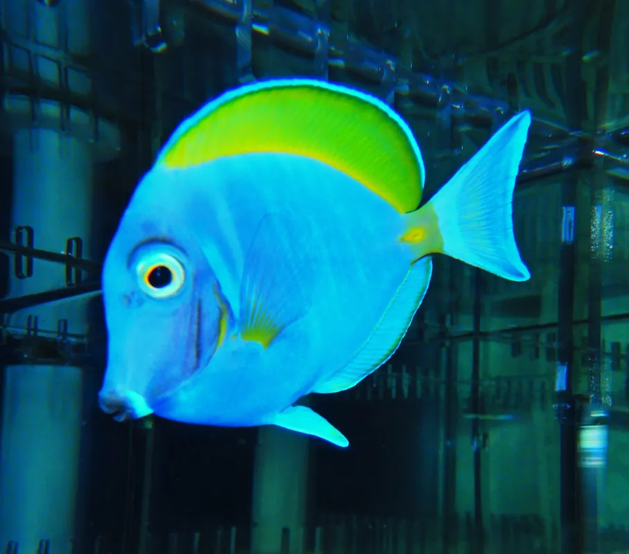 F58 – - Saltwater