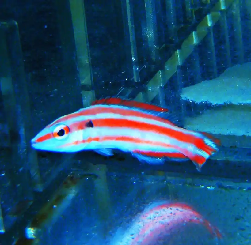 F57 – - Saltwater