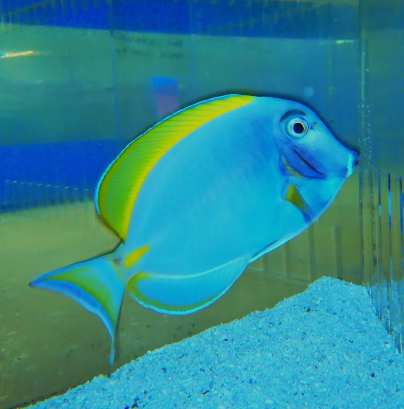 F59 – - Saltwater
