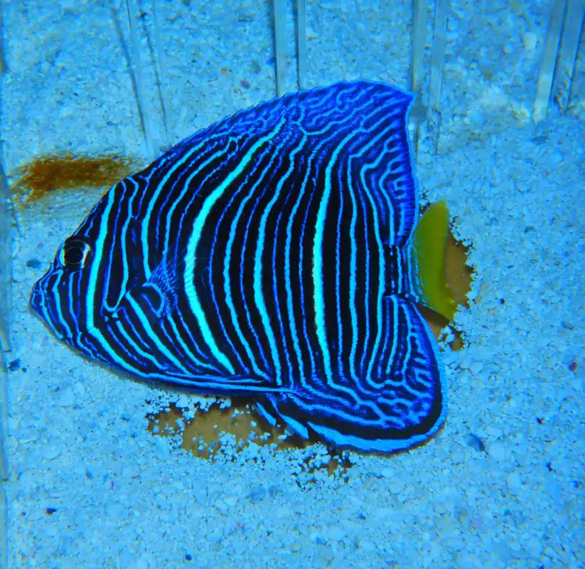 F60 – - Saltwater