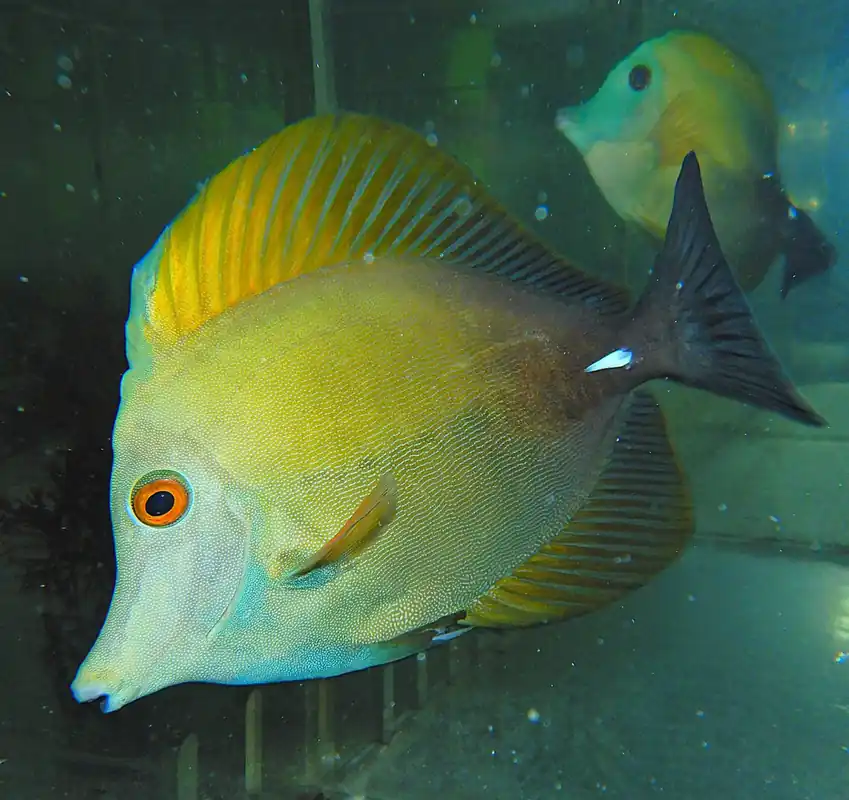 F61 – - Saltwater