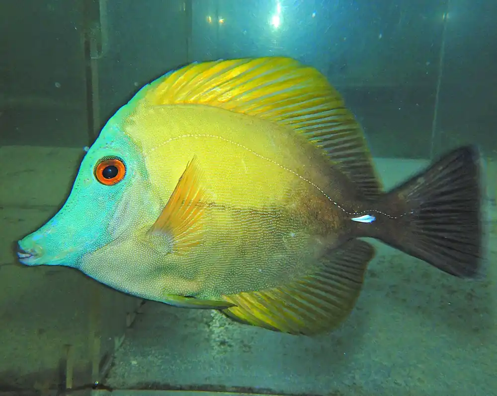 F62 – - Saltwater