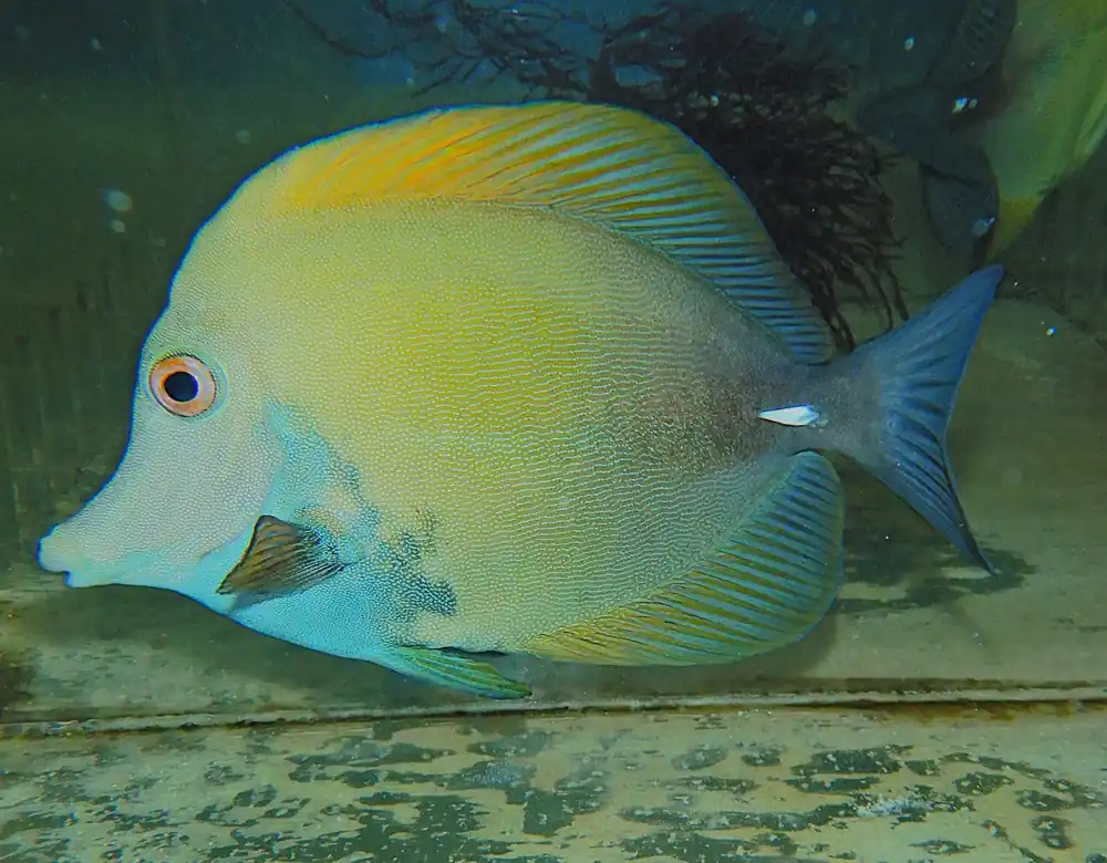 F65 – - Saltwater