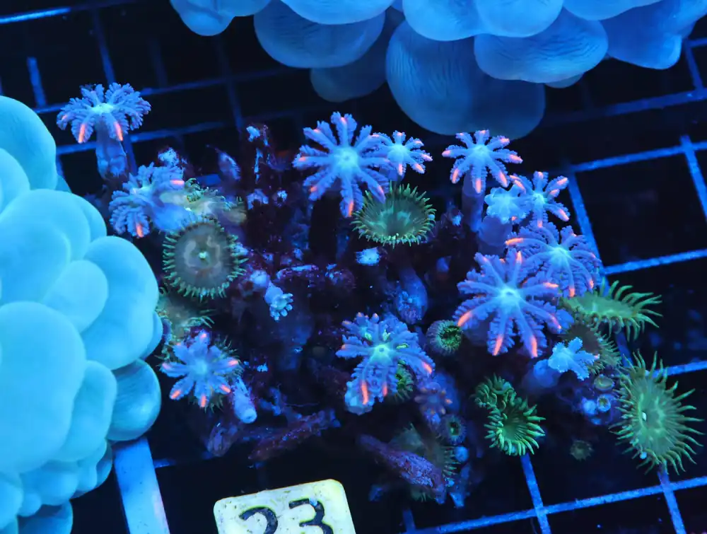 H23 – - Saltwater