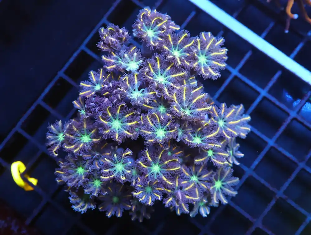 J51 – - Saltwater