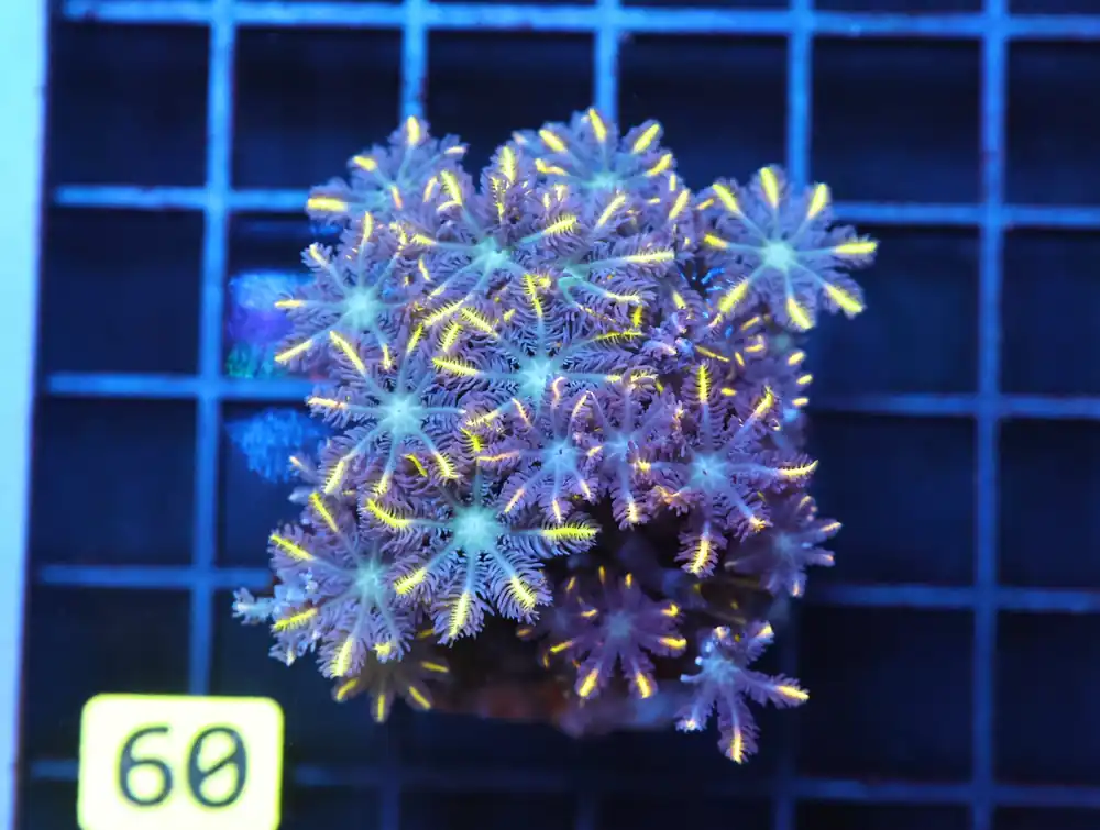 J60 – - Saltwater