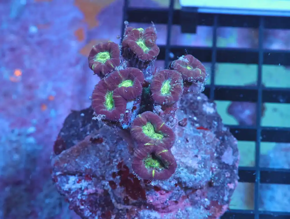K02 – - Saltwater