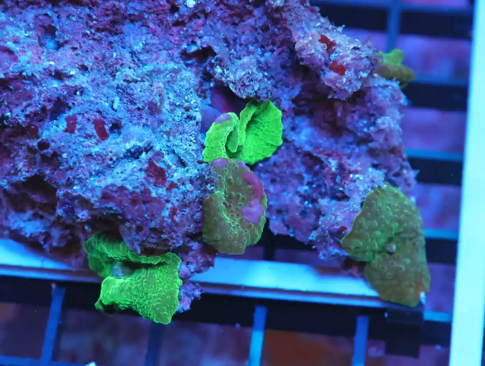 K103 – - Saltwater