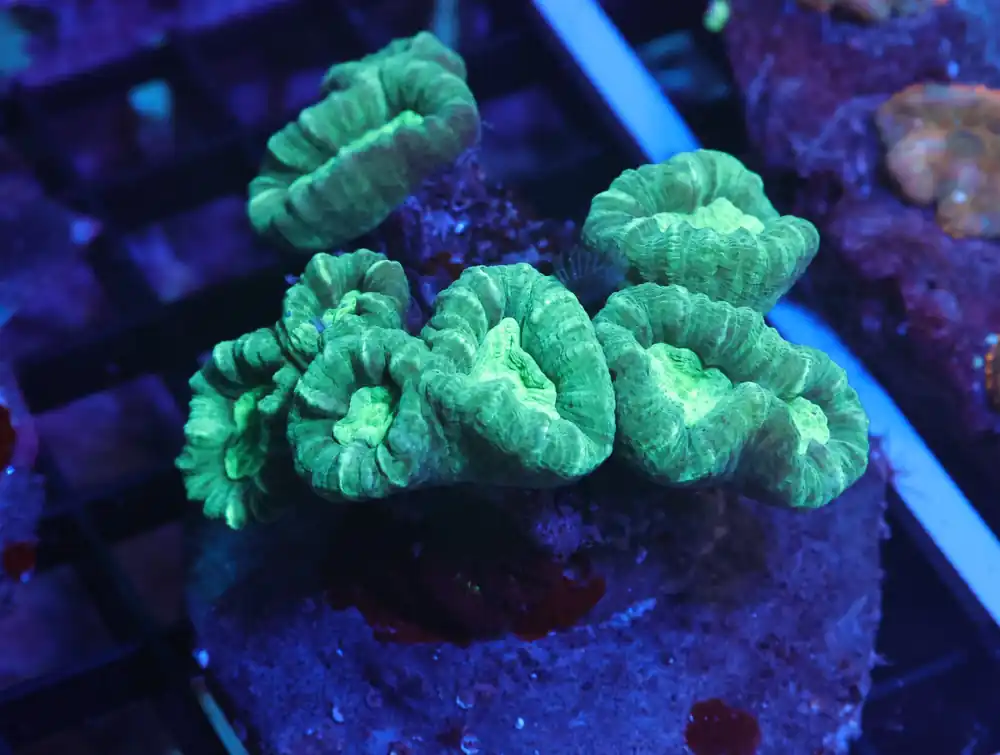 K11 – - Saltwater