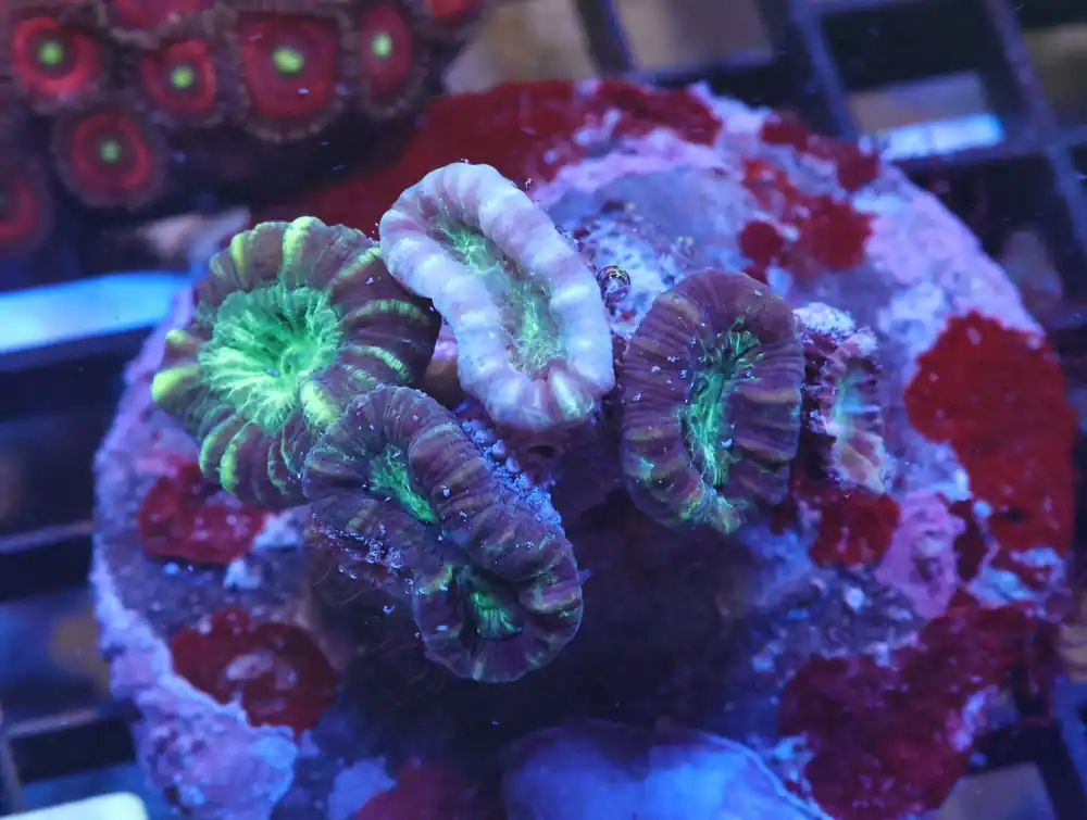 K15 – - Saltwater